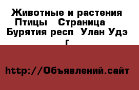 Животные и растения Птицы - Страница 2 . Бурятия респ.,Улан-Удэ г.